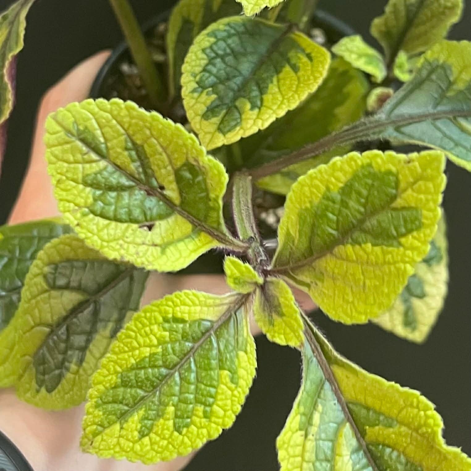 Magazoo Plante Plectranthus Ciliatus 'Troy's Gold' 10cm