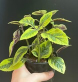 Magazoo Plectranthus Ciliatus 'Troy's Gold' Plant 10cm