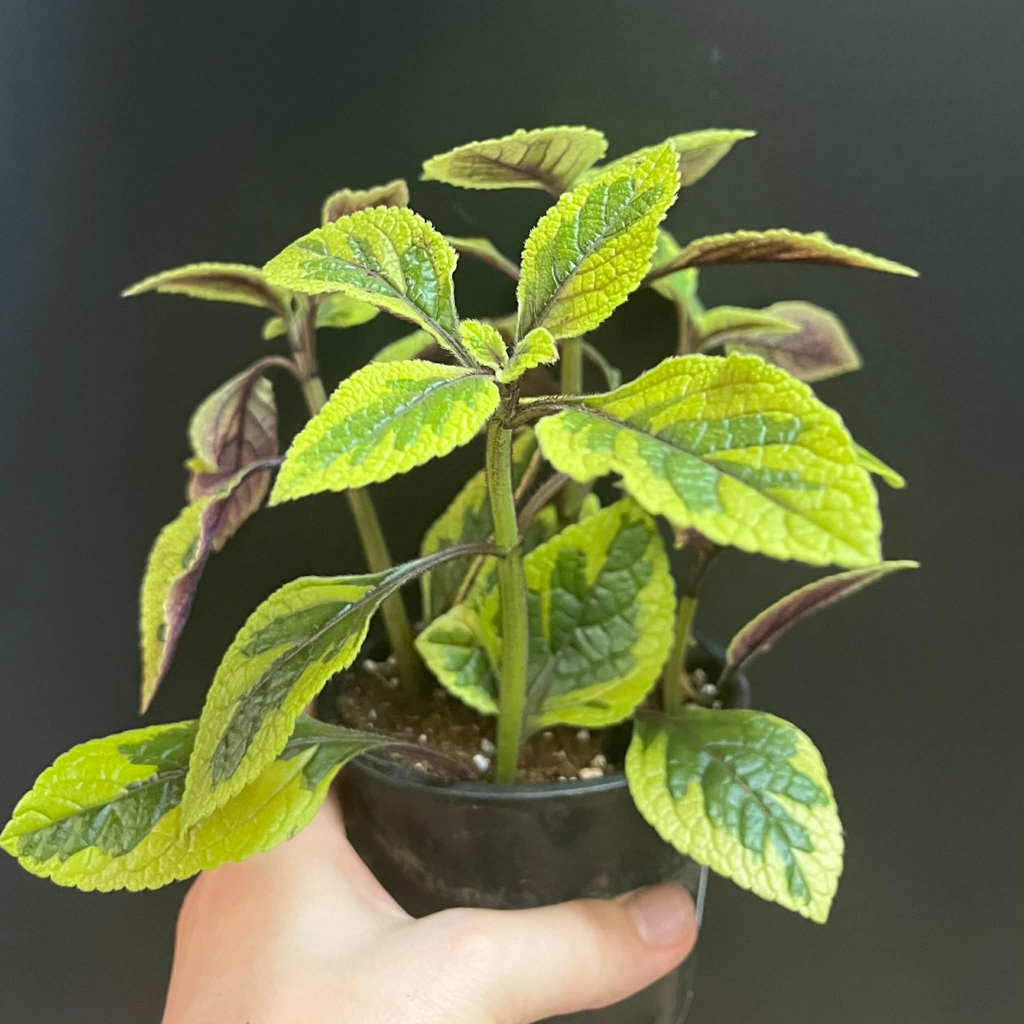 Magazoo Plectranthus Ciliatus 'Troy's Gold' Plant 10cm