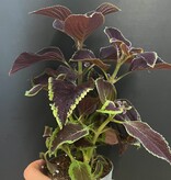 Magazoo Plante Coleus 'Vino' | Plectranthus scutellarioides 'Vino' 10cm