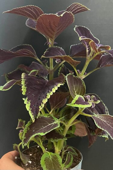 Magazoo Plante Coleus 'Vino' | Plectranthus scutellarioides 'Vino' 10cm