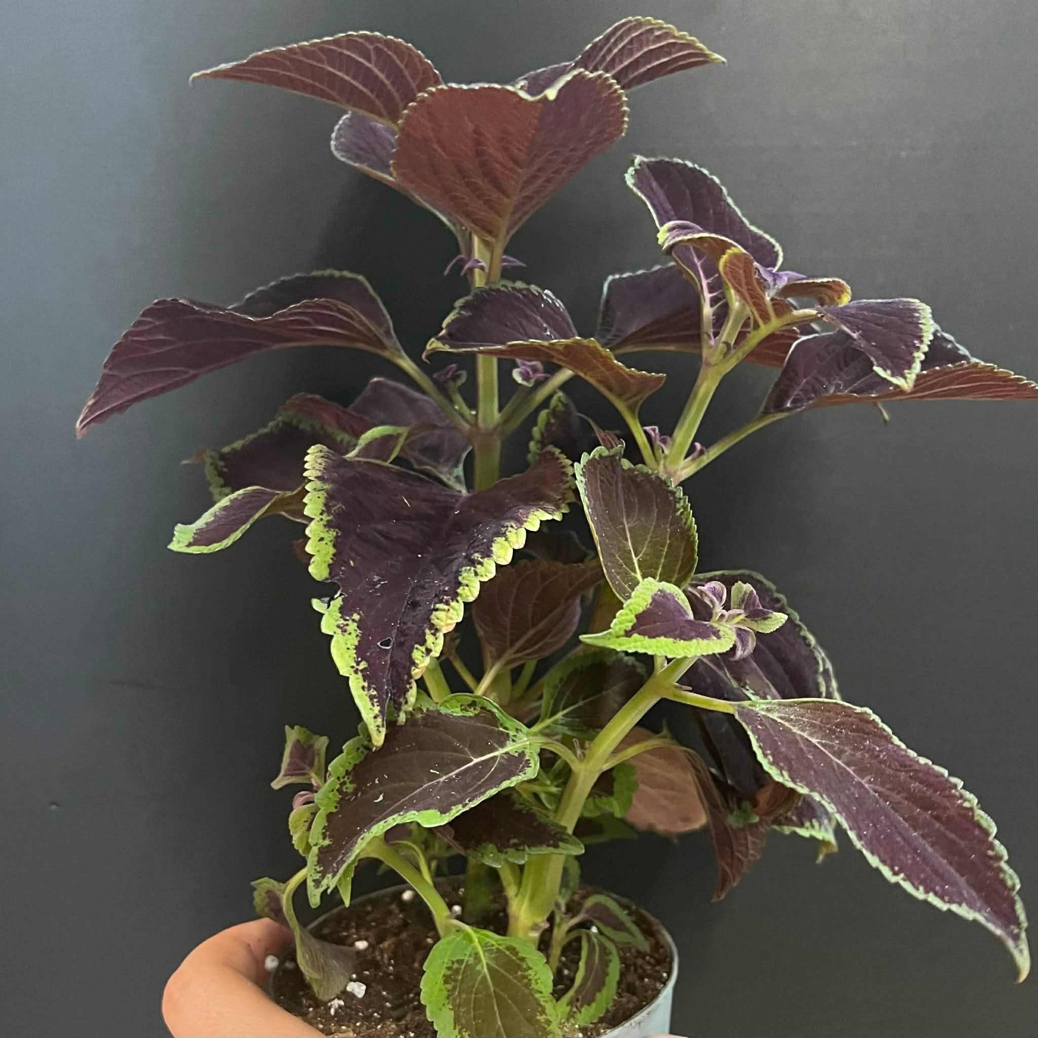 Magazoo Plante Coleus 'Vino' | Plectranthus scutellarioides 'Vino' 10cm