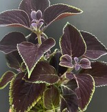 Magazoo Plante Coleus 'Vino' | Plectranthus scutellarioides 'Vino' 10cm