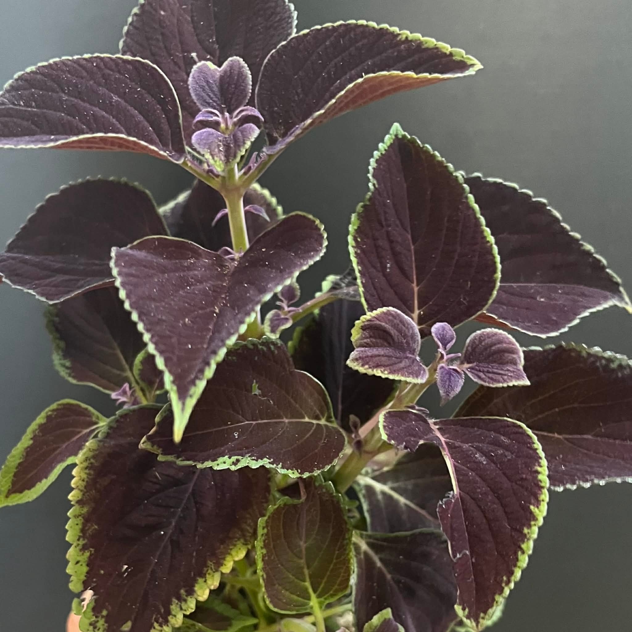 Magazoo Plante Coleus 'Vino' | Plectranthus scutellarioides 'Vino' 10cm