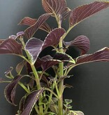 Magazoo Plante Coleus 'Vino' | Plectranthus scutellarioides 'Vino' 10cm