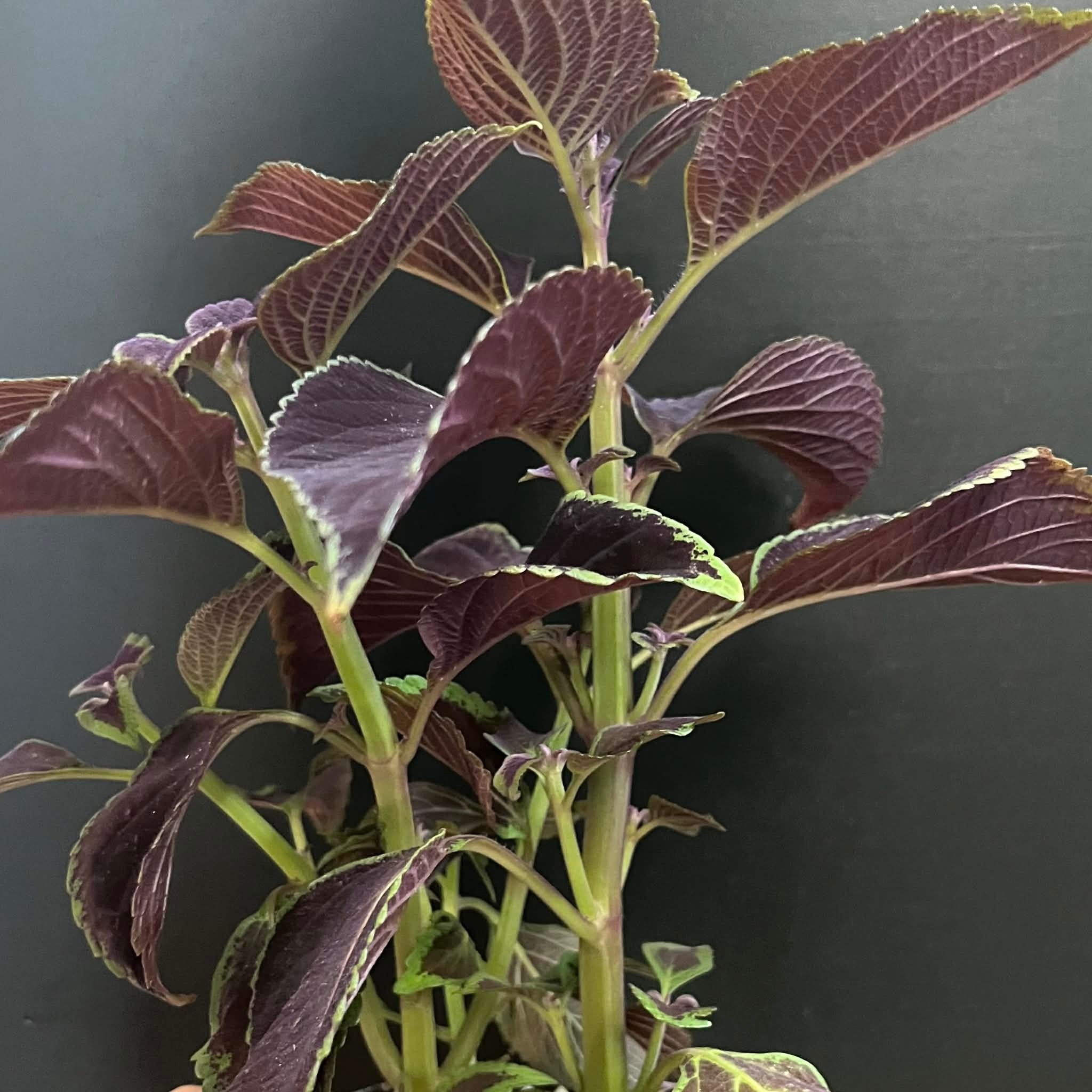 Magazoo Plante Coleus 'Vino' | Plectranthus scutellarioides 'Vino' 10cm