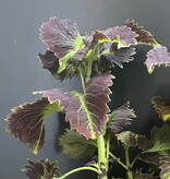 Magazoo Plante Coleus 'Stained glassworks tilt a whirl' | Plectranthus scutellarioides 'Stained glassworks tilt a whirl'.  10 cm