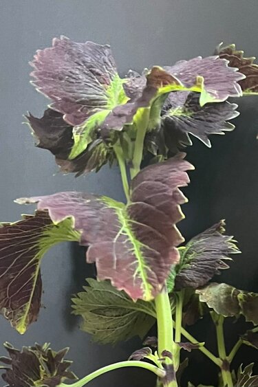 Magazoo Coleus 'Stained glassworks tilt a whirl' Plant | Plectranthus scutellarioides 'Stained glassworks tilt a whirl'.  10 cm