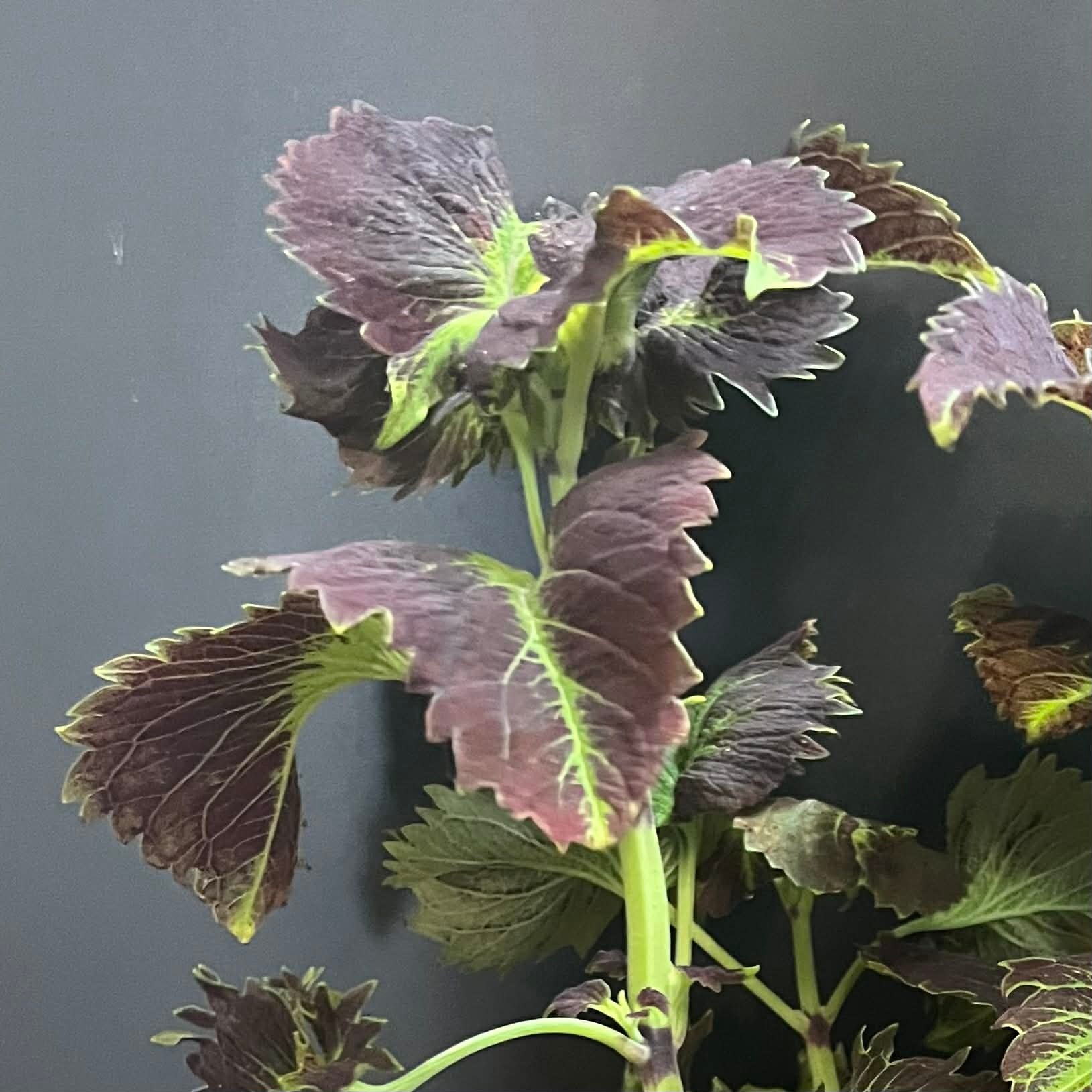 Magazoo Plante Coleus 'Stained glassworks tilt a whirl' | Plectranthus scutellarioides 'Stained glassworks tilt a whirl'.  10 cm