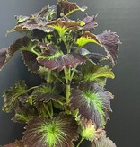 Magazoo Coleus 'Stained glassworks tilt a whirl' Plant | Plectranthus scutellarioides 'Stained glassworks tilt a whirl'.  10 cm