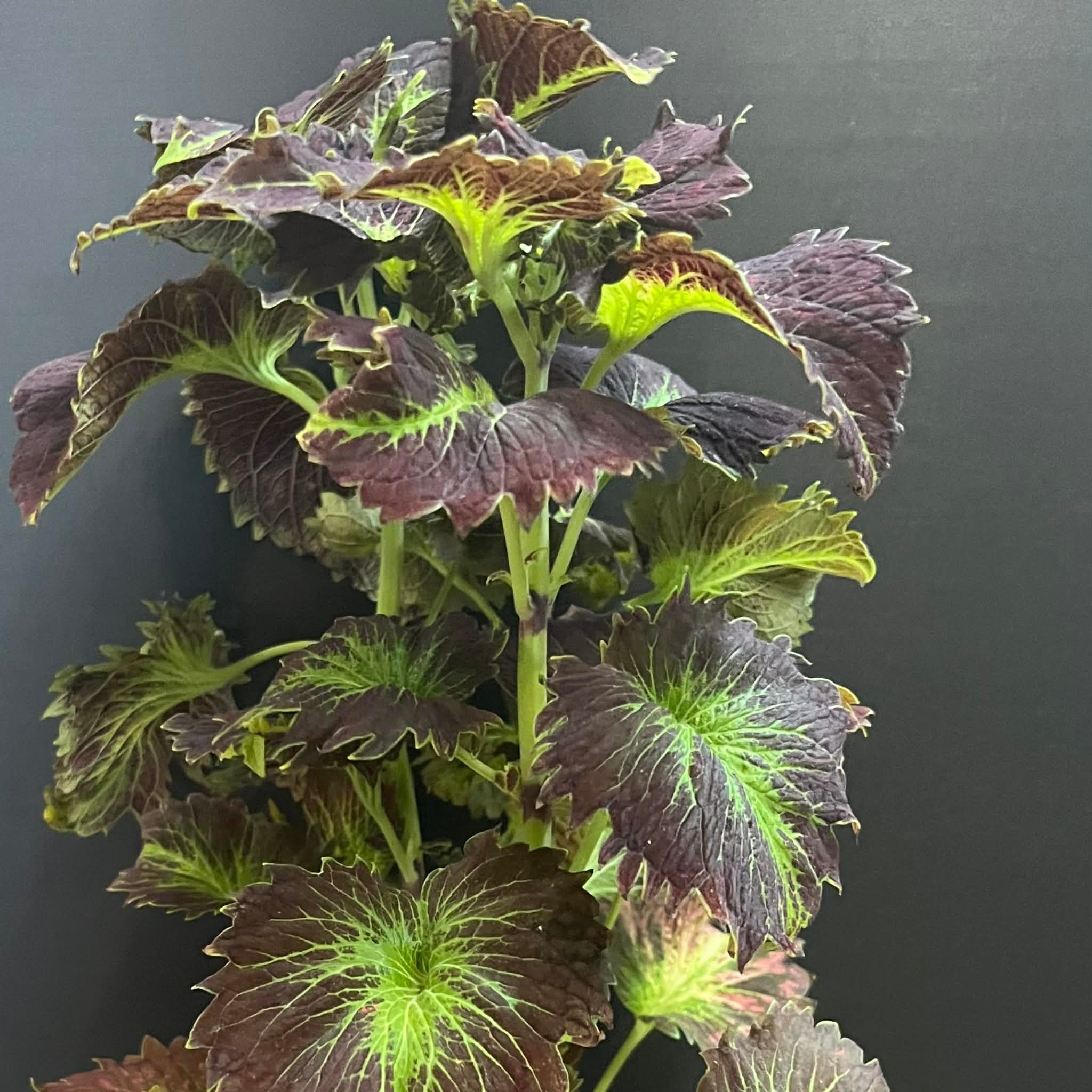 Magazoo Plante Coleus 'Stained glassworks tilt a whirl' | Plectranthus scutellarioides 'Stained glassworks tilt a whirl'.  10 cm