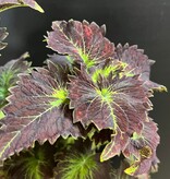 Magazoo Coleus 'Stained glassworks tilt a whirl' Plant | Plectranthus scutellarioides 'Stained glassworks tilt a whirl'.  10 cm