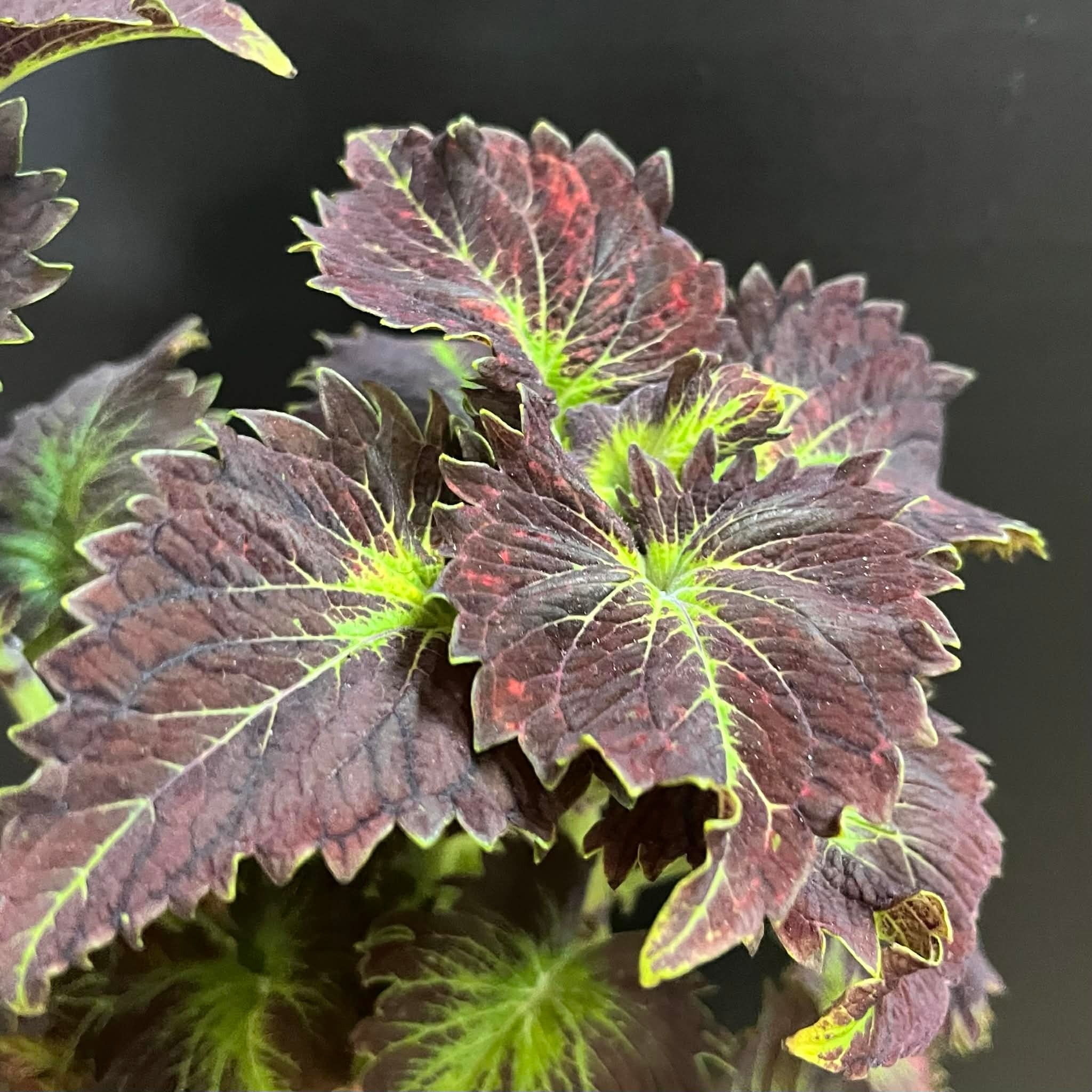 Magazoo Coleus 'Stained glassworks tilt a whirl' Plant | Plectranthus scutellarioides 'Stained glassworks tilt a whirl'.  10 cm
