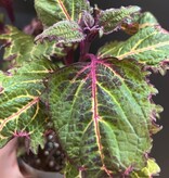 Magazoo Plante Coleus 'Purple Fizzle' | Plectranthus scutellarioides ' Purple Fizzle'  10cm