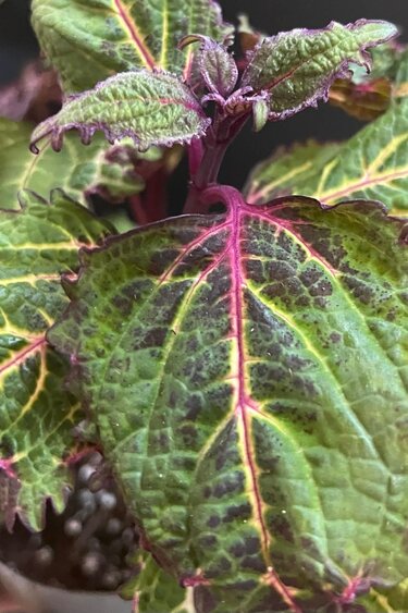Magazoo Coleus 'Purple Fizzle' Plant | Plectranthus scutellarioides ' Purple Fizzle'  10cm
