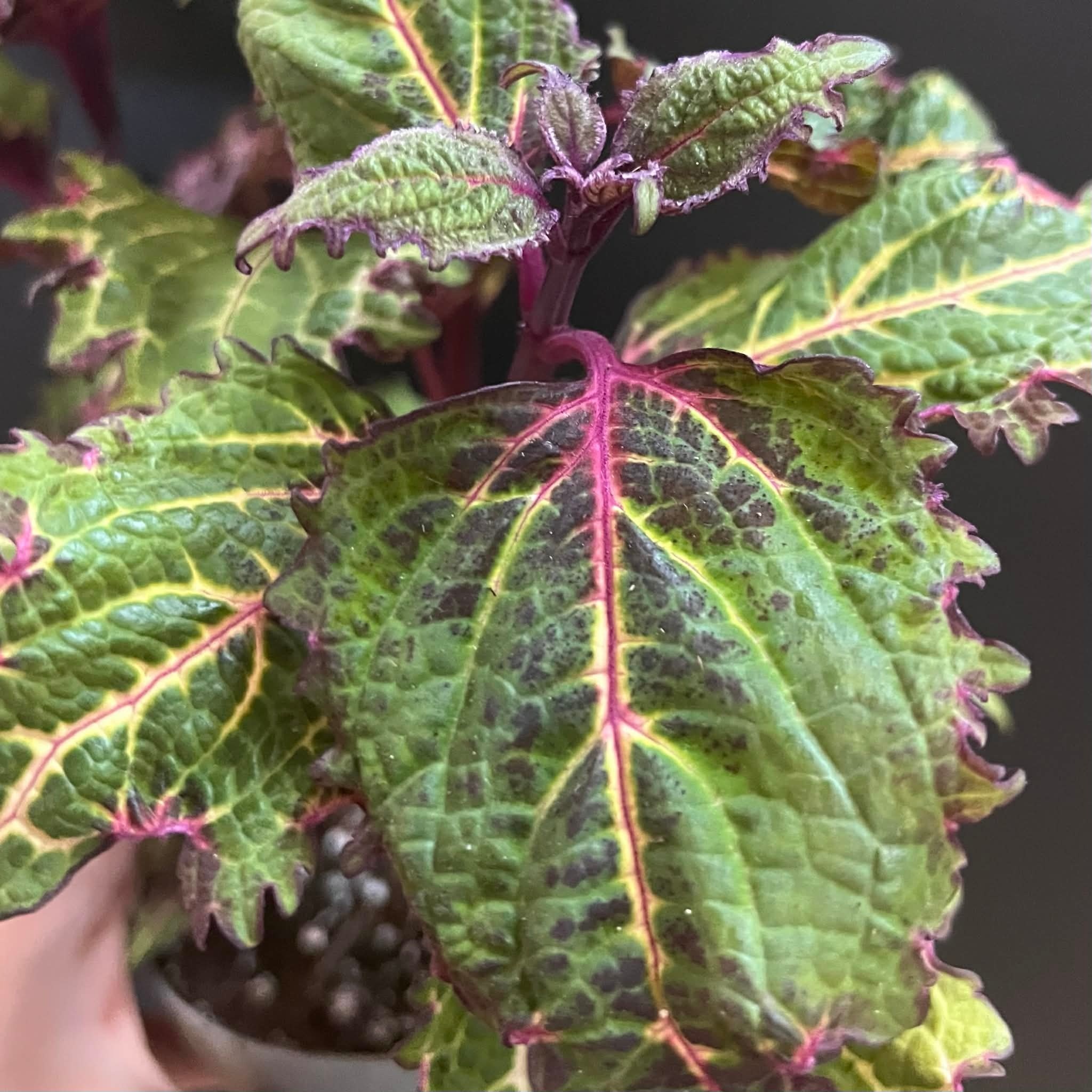 Magazoo Coleus 'Purple Fizzle' Plant | Plectranthus scutellarioides ' Purple Fizzle'  10cm