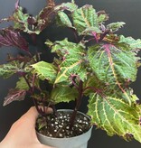 Magazoo Plante Coleus 'Purple Fizzle' | Plectranthus scutellarioides ' Purple Fizzle'  10cm