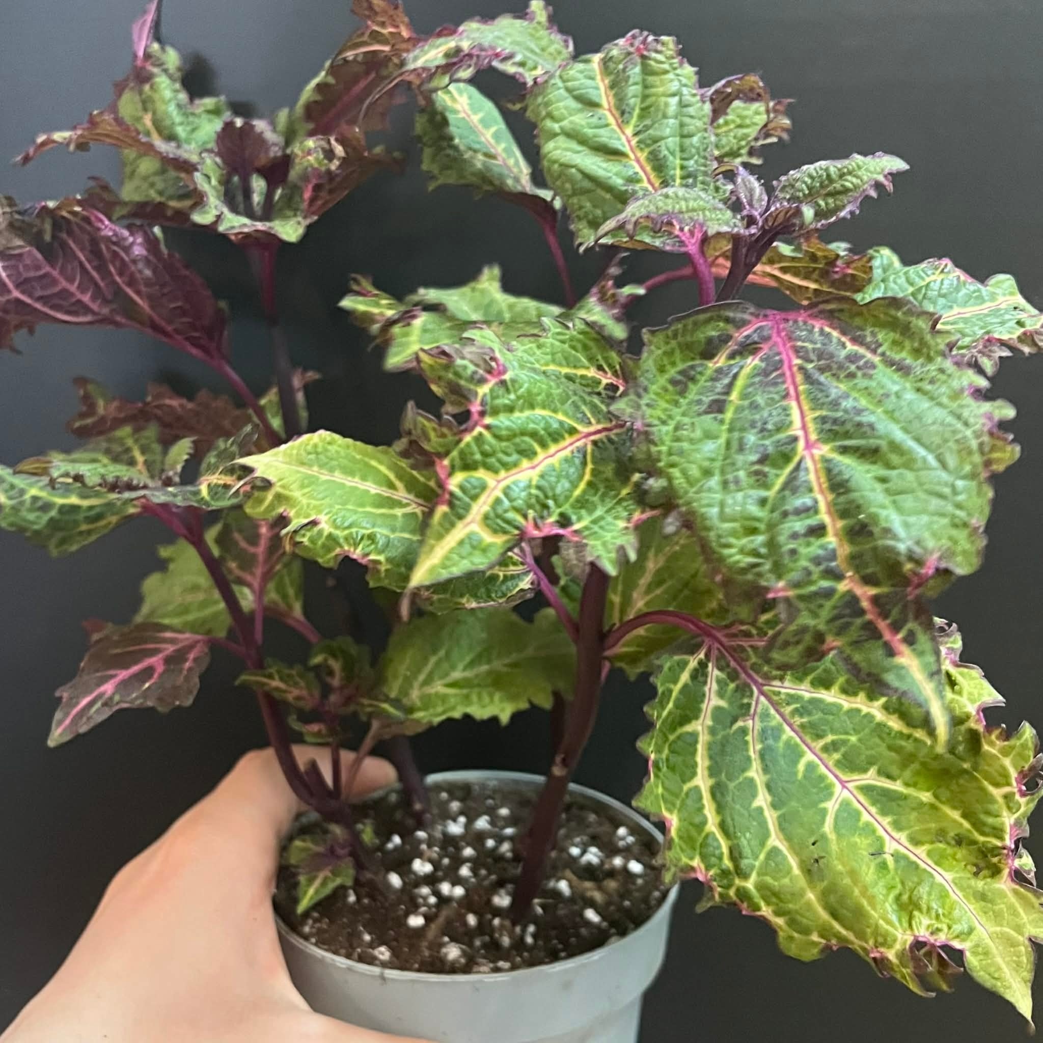 Magazoo Coleus 'Purple Fizzle' Plant | Plectranthus scutellarioides ' Purple Fizzle'  10cm