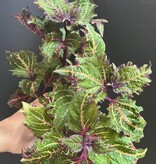 Magazoo Plante Coleus 'Purple Fizzle' | Plectranthus scutellarioides ' Purple Fizzle'  10cm