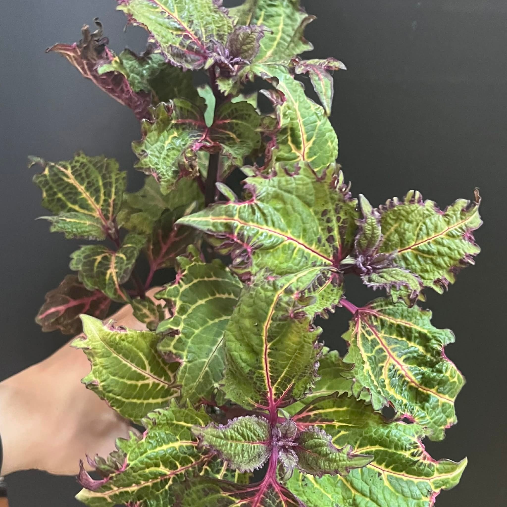 Magazoo Plante Coleus 'Purple Fizzle' | Plectranthus scutellarioides ' Purple Fizzle'  10cm