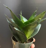 Magazoo Sansevieria Hahnii 'Jade' Plant | Snake Plant 10cm