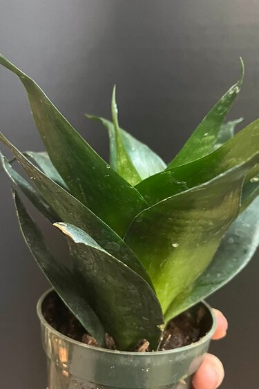 Magazoo Sansevieria Hahnii 'Jade' Plant | Snake Plant 10cm