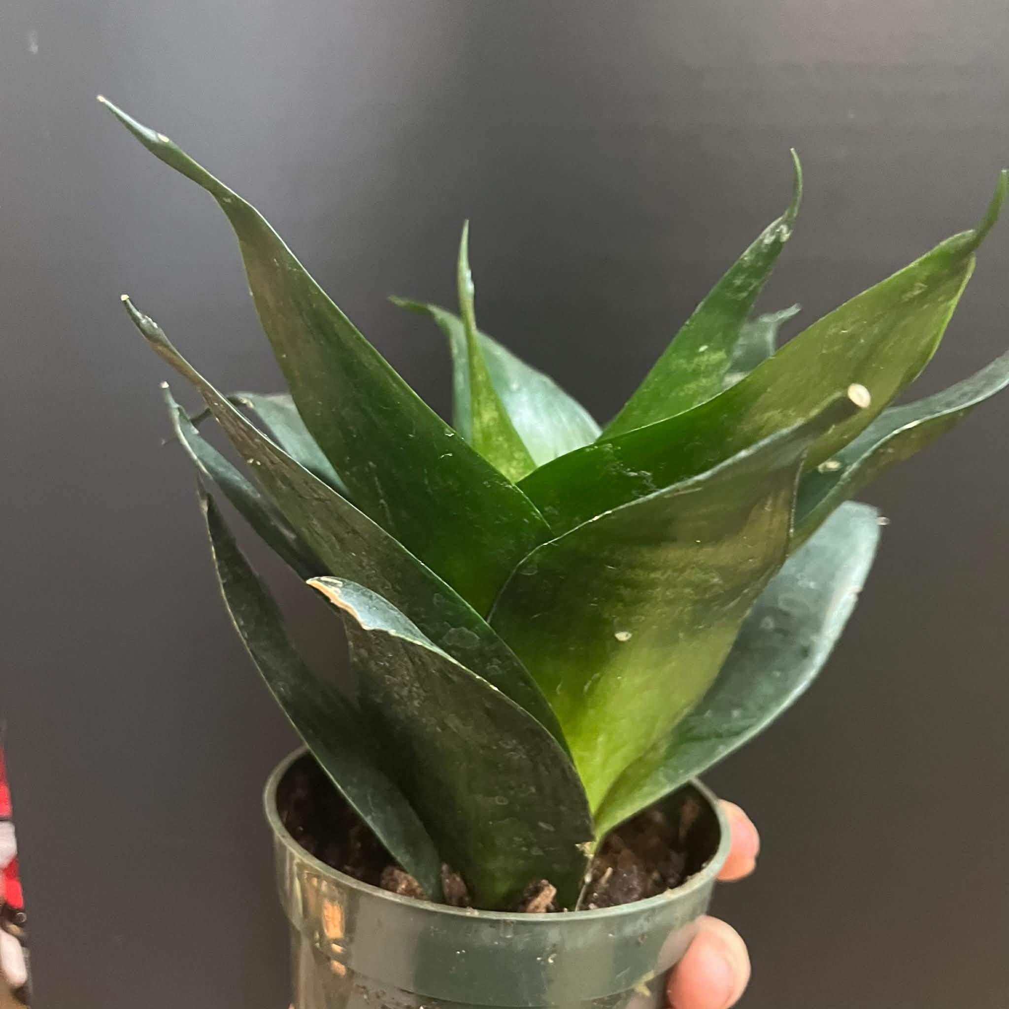 Magazoo Plante Sansevieria Hahnii 'Jade' | Snake Plant 10cm