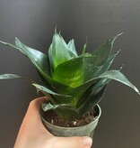 Magazoo Plante Sansevieria Hahnii 'Jade' | Snake Plant 10cm