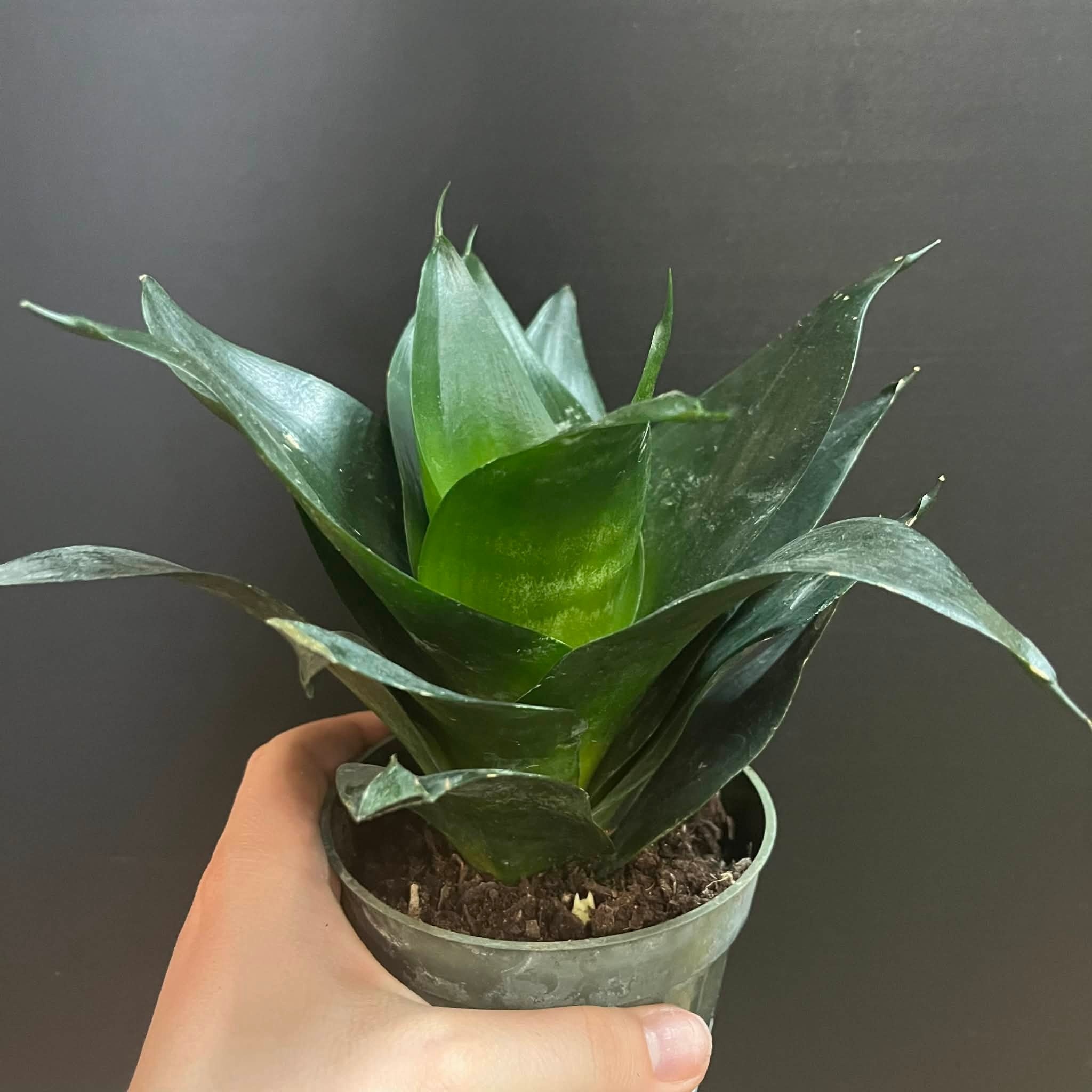 Magazoo Plante Sansevieria Hahnii 'Jade' | Snake Plant 10cm