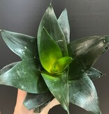 Magazoo Plante Sansevieria Hahnii 'Jade' | Snake Plant 10cm