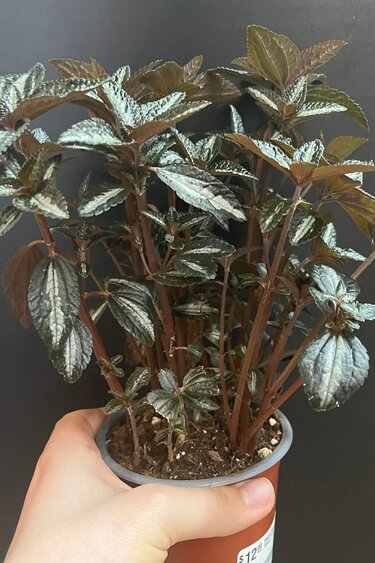Magazoo Plante Pilea Pubescens 'Silver Tree' 10cm