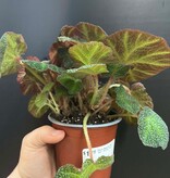 Magazoo Begonia Rex 'Soli-Mutata' Plant 6cm