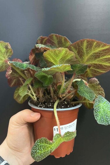Magazoo Begonia Rex 'Soli-Mutata' Plant 6cm