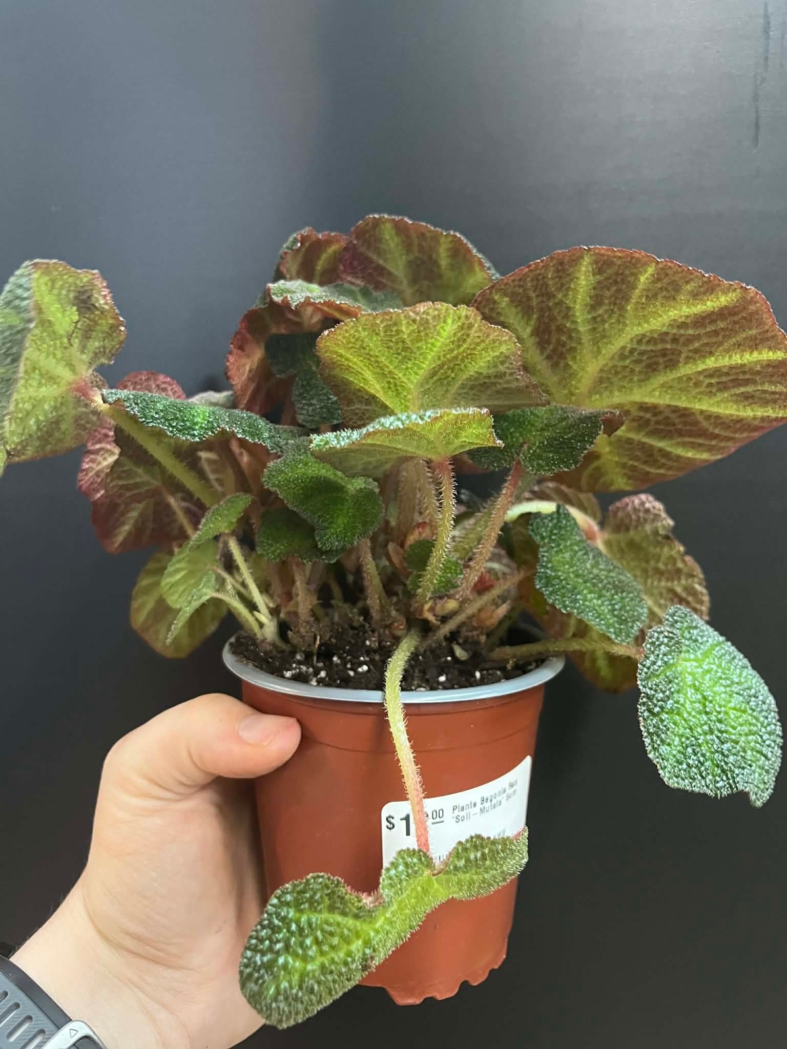 Magazoo Plante Begonia Rex 'Soli-Mutata' 6cm