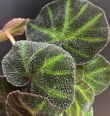 Magazoo Begonia Rex 'Soli-Mutata' Plant 6cm