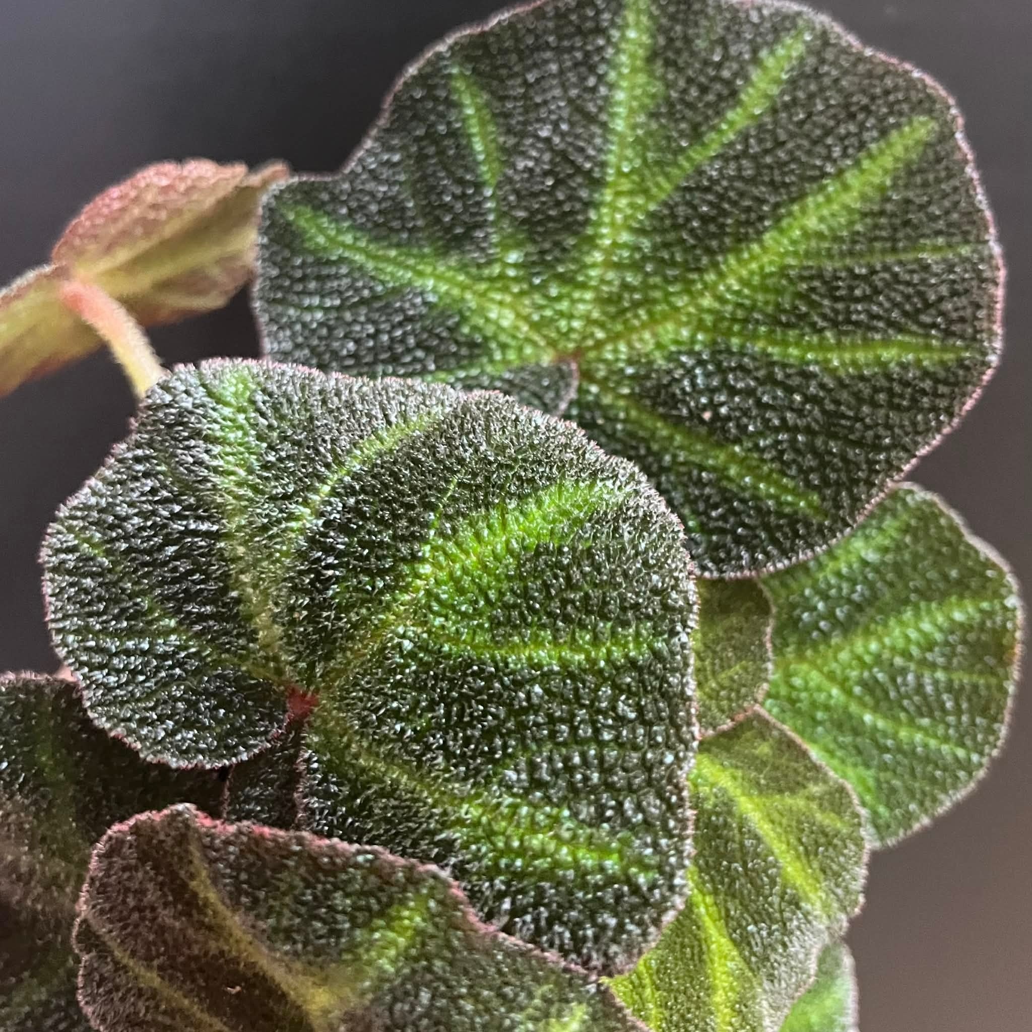 Magazoo Plante Begonia Rex 'Soli-Mutata' 6cm