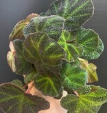 Magazoo Begonia Rex 'Soli-Mutata' Plant 6cm