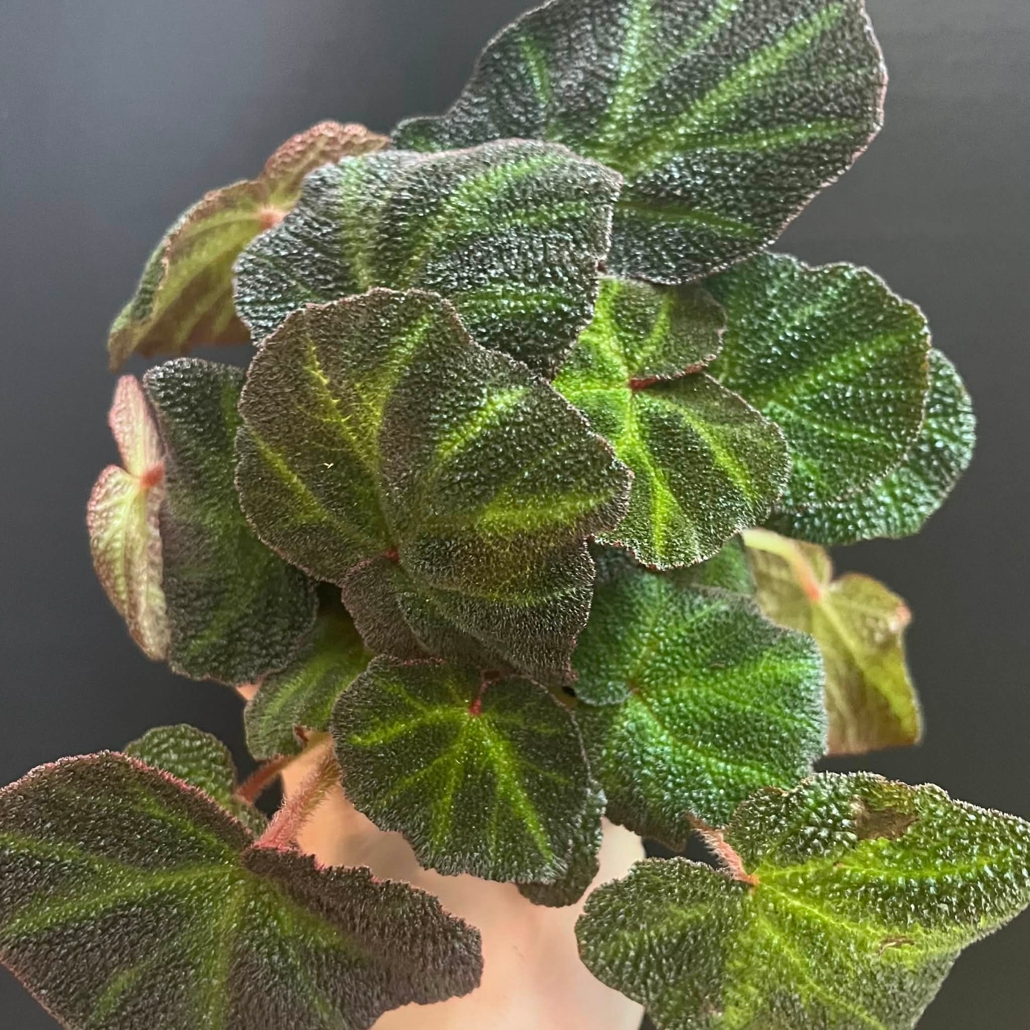 Magazoo Begonia Rex 'Soli-Mutata' Plant 6cm