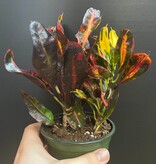 Magazoo Croton 'Mammy' Plant 10cm