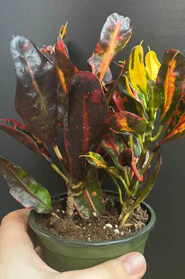 Magazoo Croton 'Mammy' Plant 10cm