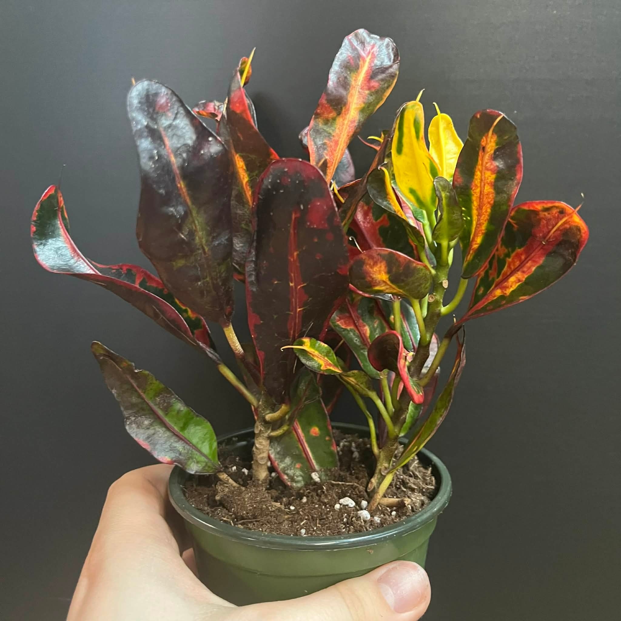 Magazoo Croton 'Mammy' Plant 10cm