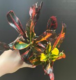 Magazoo Plante Croton 'Mammy' 10cm
