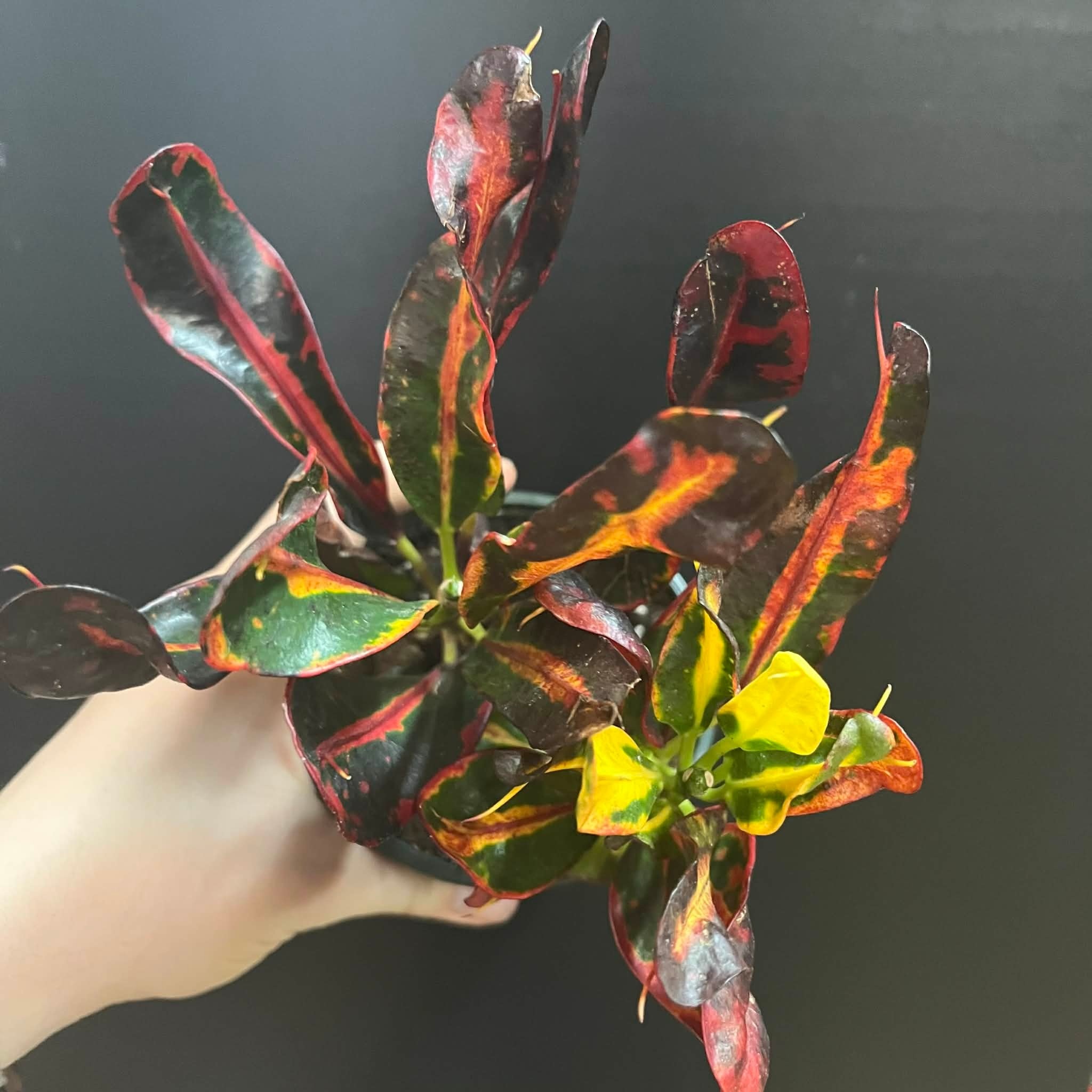 Magazoo Croton 'Mammy' Plant 10cm