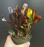 Magazoo Plante Croton 'Mammy' 10cm