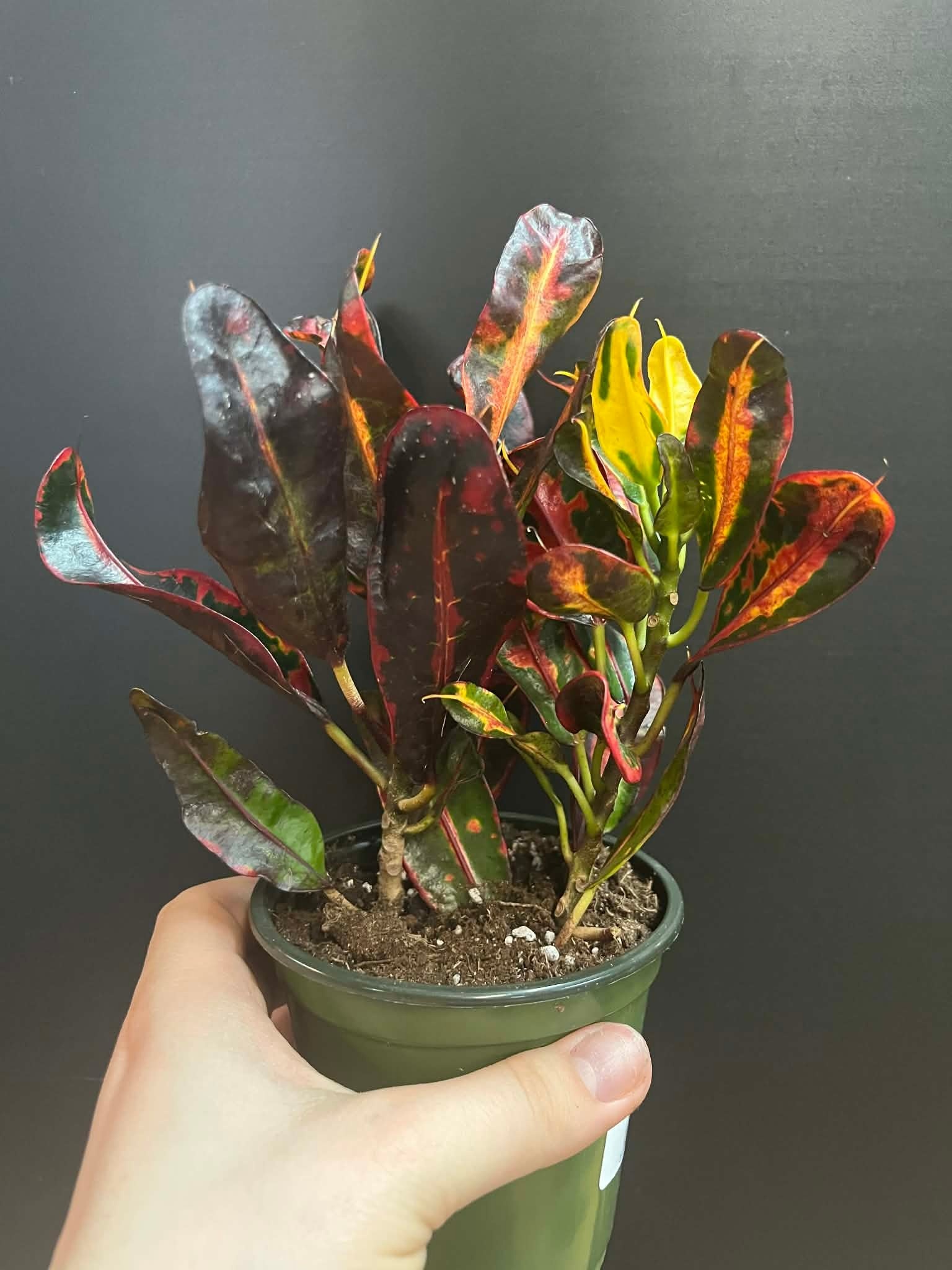 Magazoo Croton 'Mammy' Plant 10cm