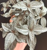 Magazoo Pilea Pubescens 'Silver Cloud' Plant 10cm