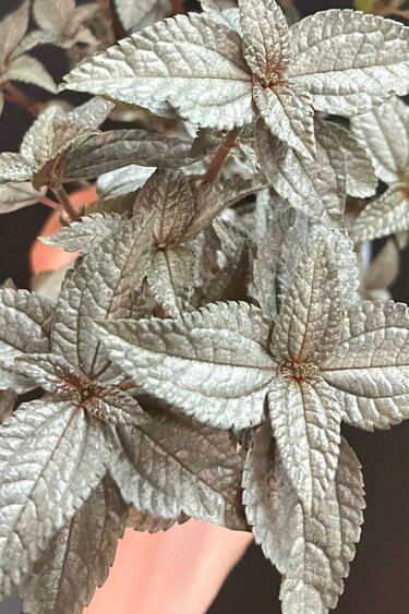 Magazoo Pilea Pubescens 'Silver Cloud' Plant 10cm