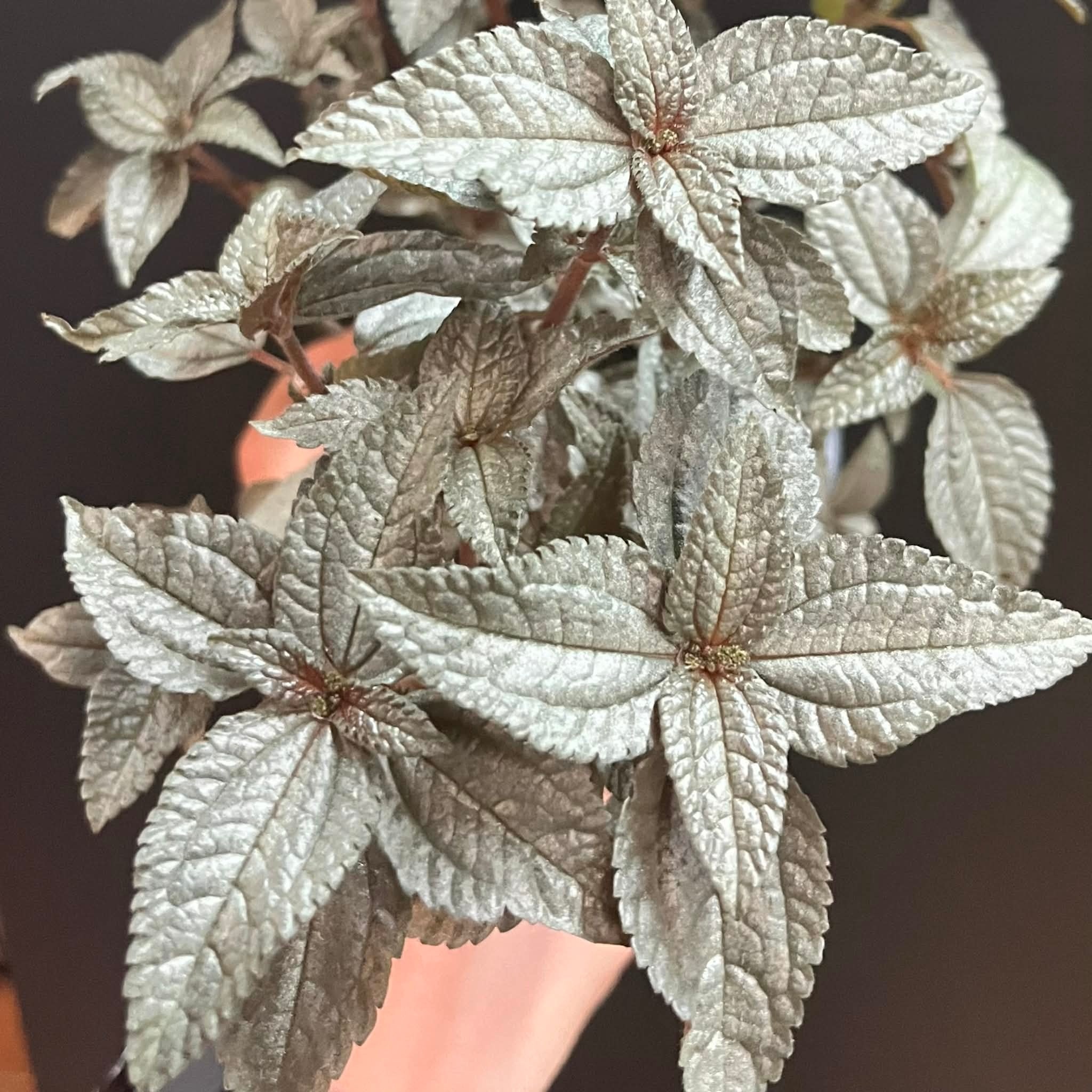 Magazoo Pilea Pubescens 'Silver Cloud' Plant 10cm