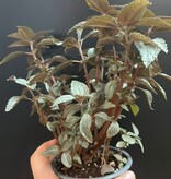 Magazoo Pilea Pubescens 'Silver Cloud' Plant 10cm