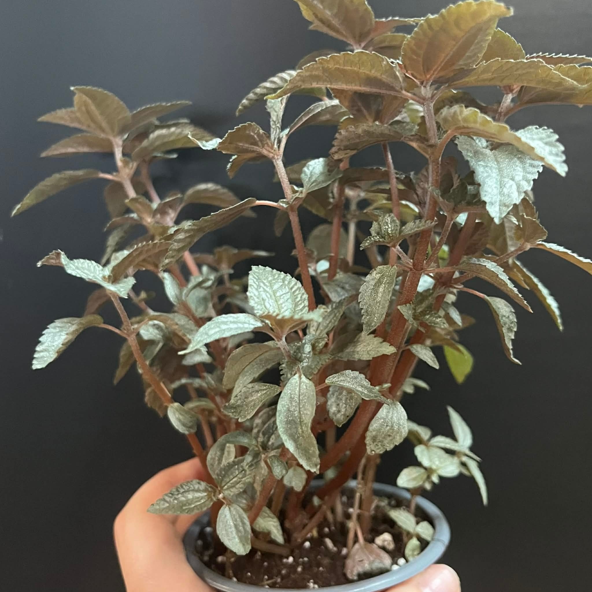 Magazoo Plante Pilea Pubescens 'Silver Cloud' 10cm